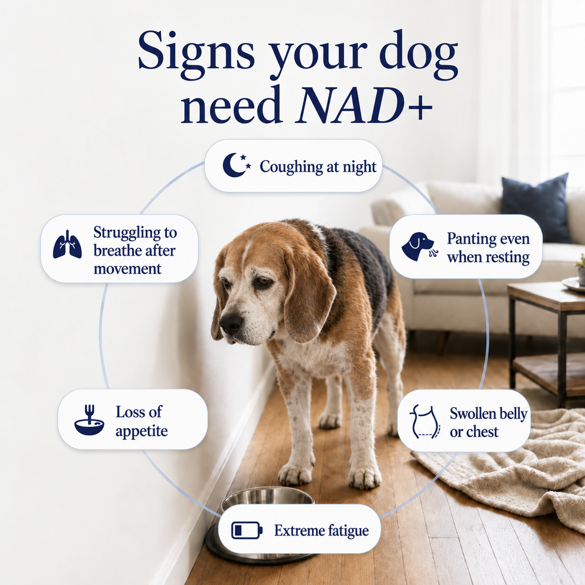 NAD+ Longevity Drops for Dogs
