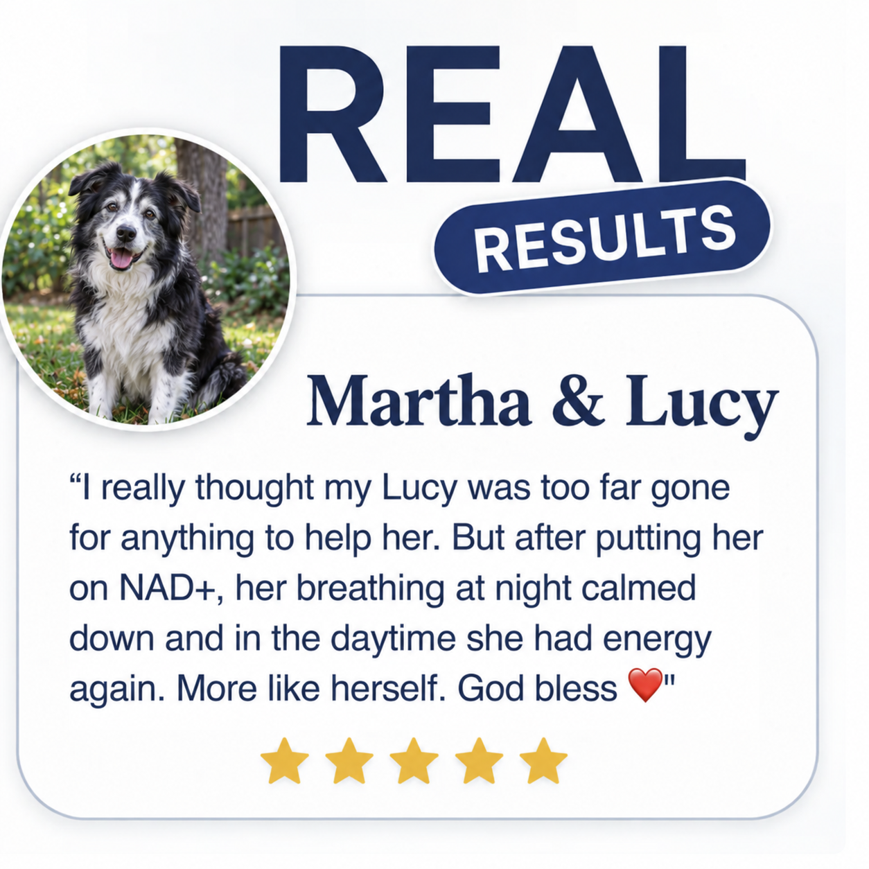 NAD+ Longevity Drops for Dogs