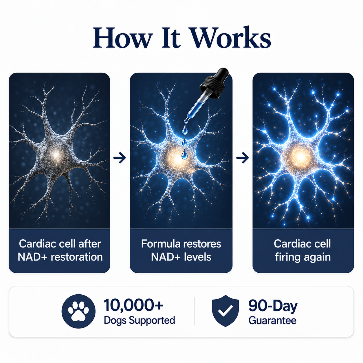 NAD+ Longevity Drops for Dogs