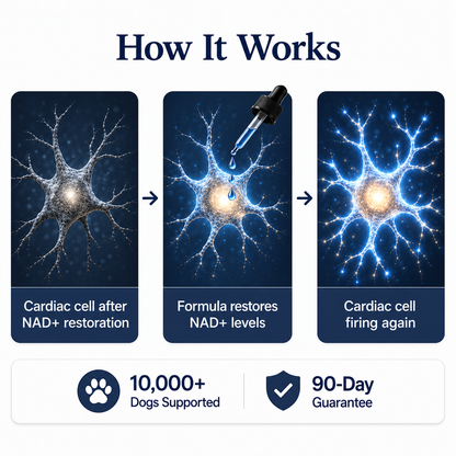 NAD+ Longevity Drops for Dogs